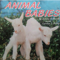 Image of ANIMAL BABIES